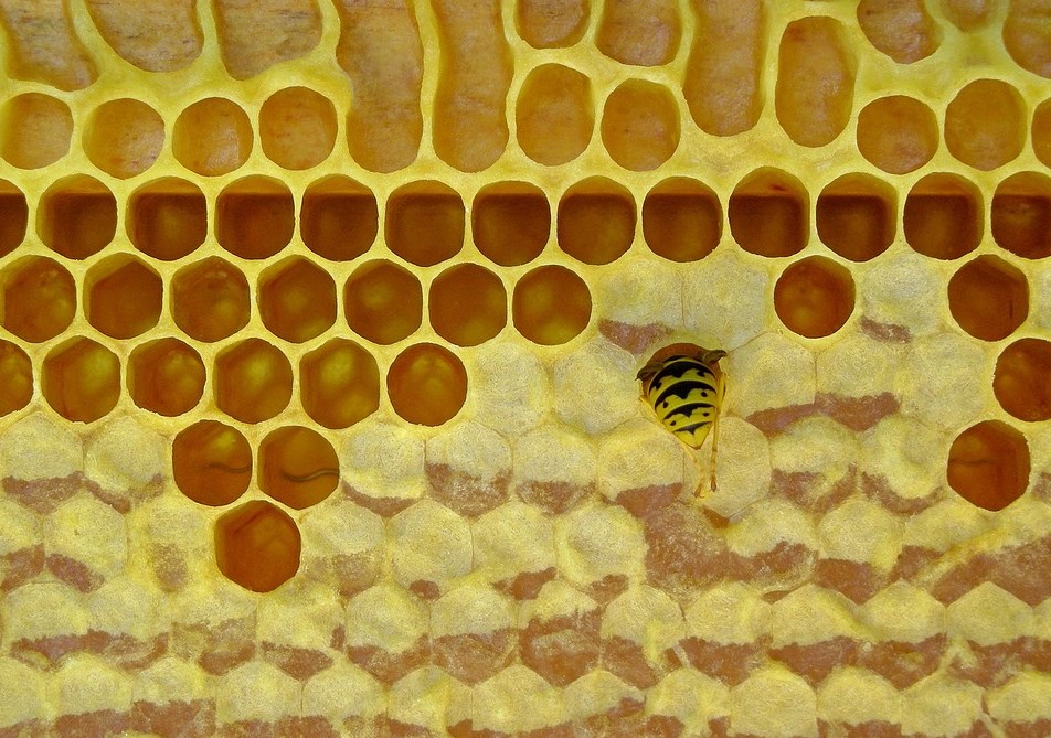 فوائد شمع العسل للبشرة 