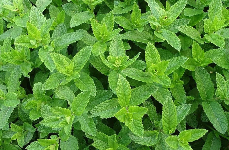 صورة نبات النعناع