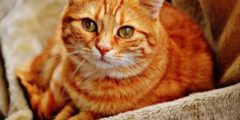صورة قطة كيوت وتوضيح الاغذية المناسبة للقطط