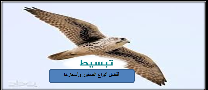 الصقور