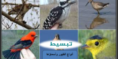 أنواع الطيور وأسماؤها